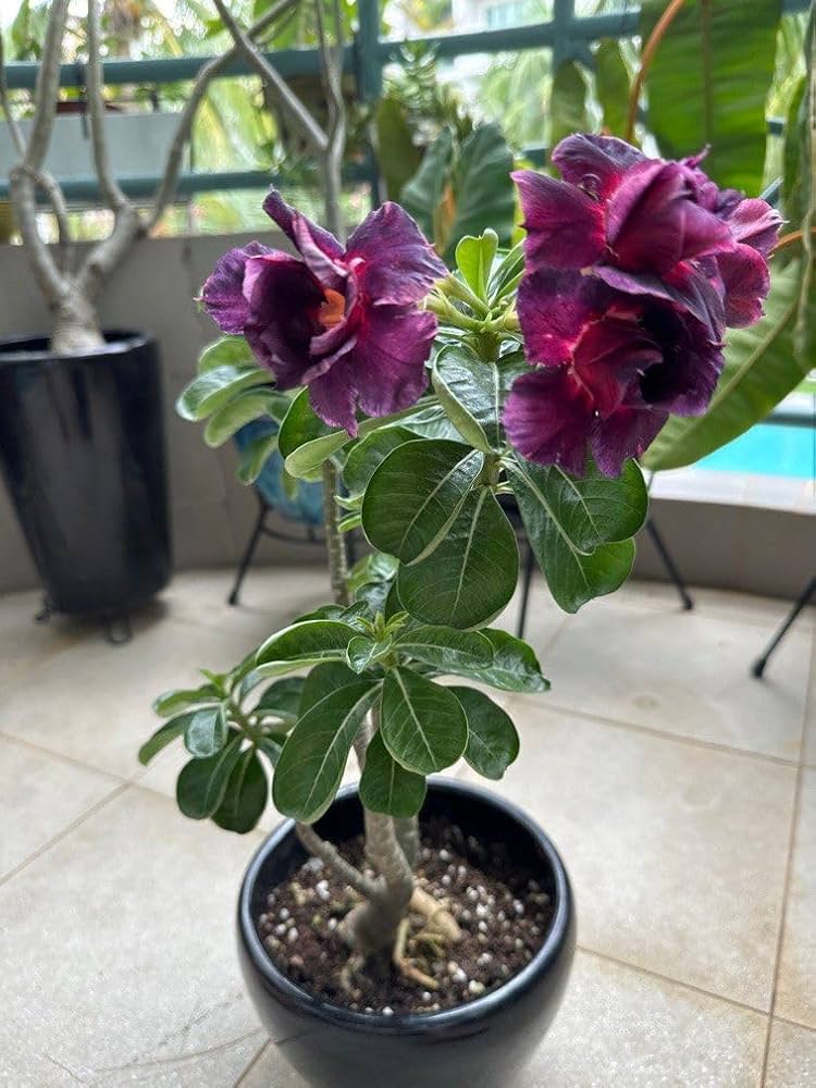 Purple Adenium Obesum Flower seeds for Planting - Drought Tolerant, Heirloom & GMO Free Seeds for Home Garden