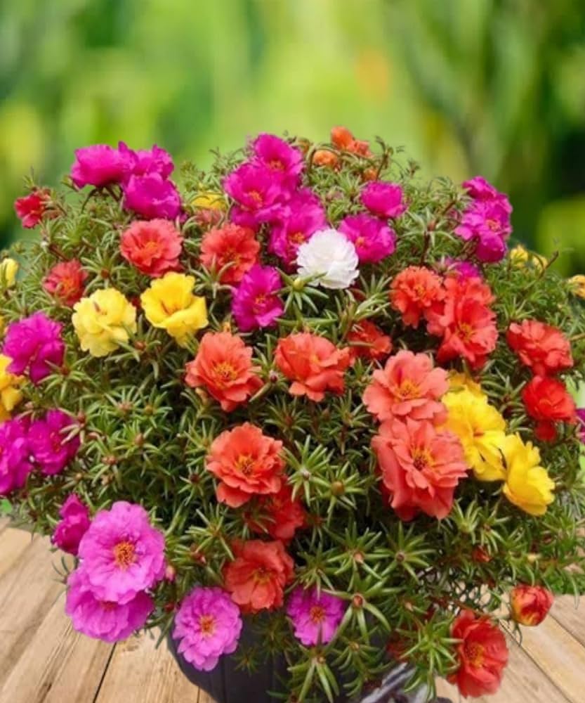 Mixed Rose Portulaca Seeds for Planting - Vibrant Flowers