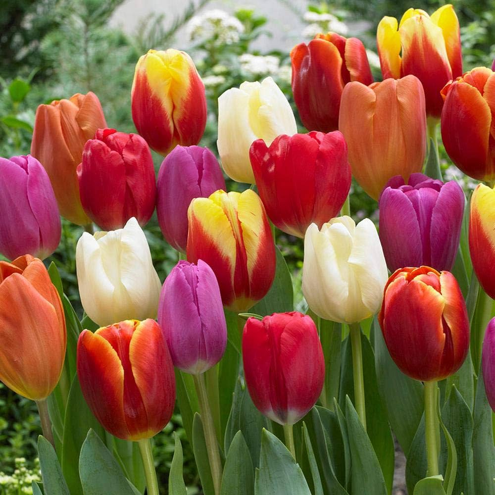 Tulip Flower seeds for Planting - Compact Growth, Heirloom & GMO Free Seeds for Home Garden