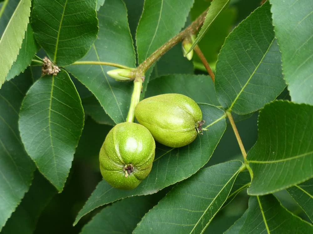 Shagbark Hickory Seeds for Planting