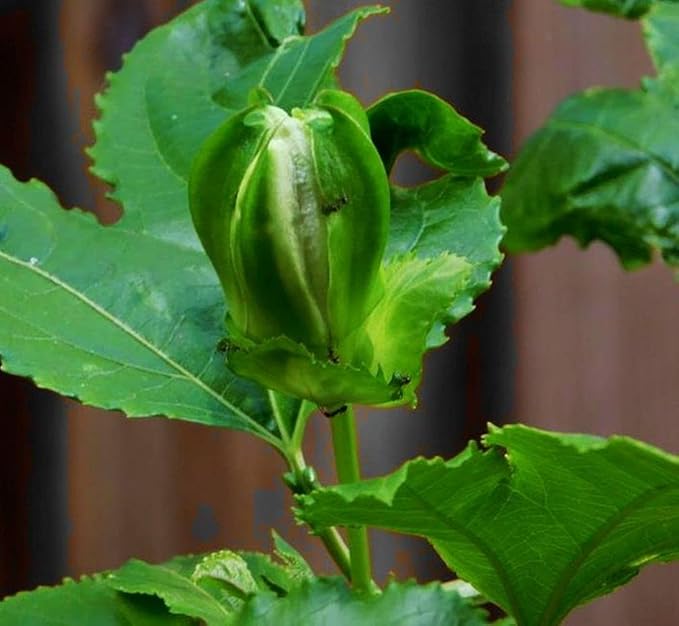 Passion Flower Passiflora spp Flower Seeds for Planting in Garden