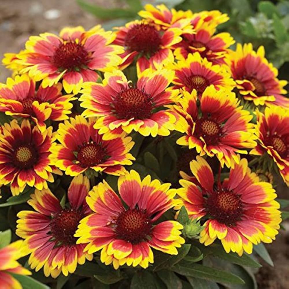 Eateral Flowers Seeds for Planting in Garden & Flower Bed