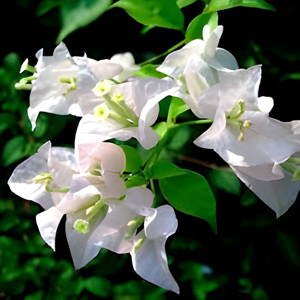 White Bougainvillea Kousa Flower seeds for Planting - Easy to Grow, Heirloom & GMO Free Seeds for Home Garden