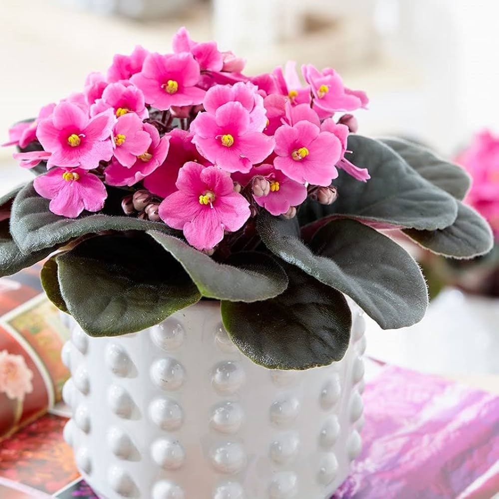 Pink & White African Violet Flower Seeds | Exotic Ground Cover Planting