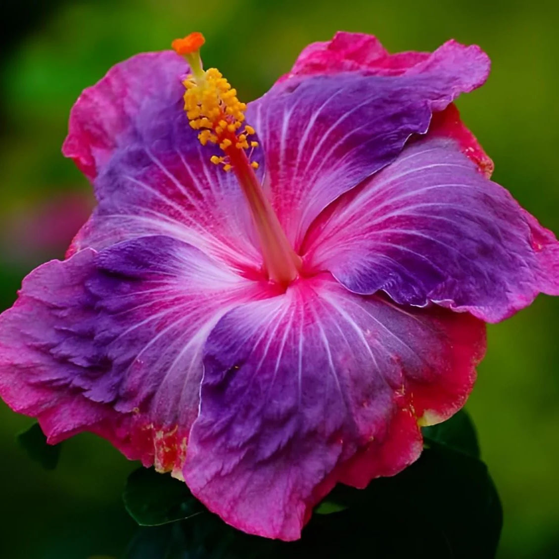 Pink Blue Hibiscus Flower seeds for Planting - Hardy Variety, Heirloom & GMO Free Seeds for Home Garden