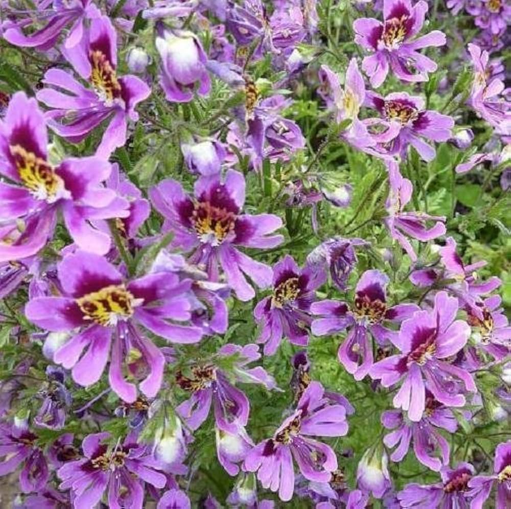 Purple Schizanthus Flower seeds for Planting - Drought Tolerant, Heirloom & GMO Free Seeds for Home Garden