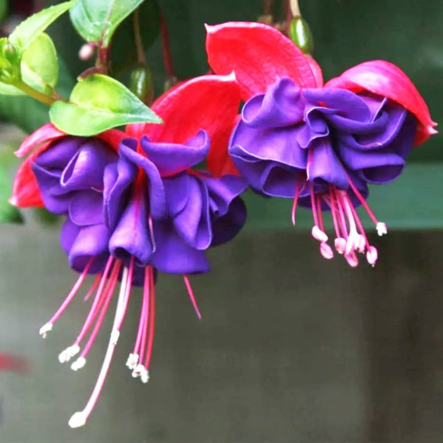 Fuchsia Seeds for Pink Flowers, Ideal for Bonsai Hanging Flower Gardens