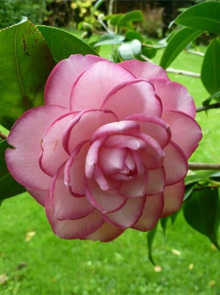 Purple & Pink Camellia Flower seeds for Planting - Wildflower Mix, Heirloom & GMO Free Seeds for Home Garden