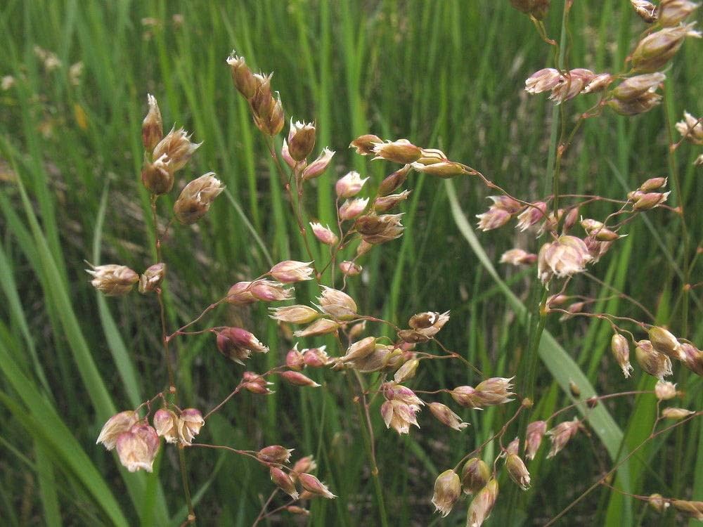 Hierochloe Odorata Grass Seeds for Planting Hierochloe odorata for herb gardens and native plant gardens