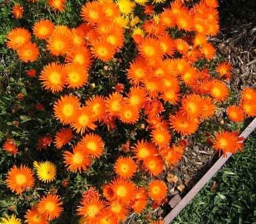 Orange Ice Flower Seeds for Cool, Orange Blooms