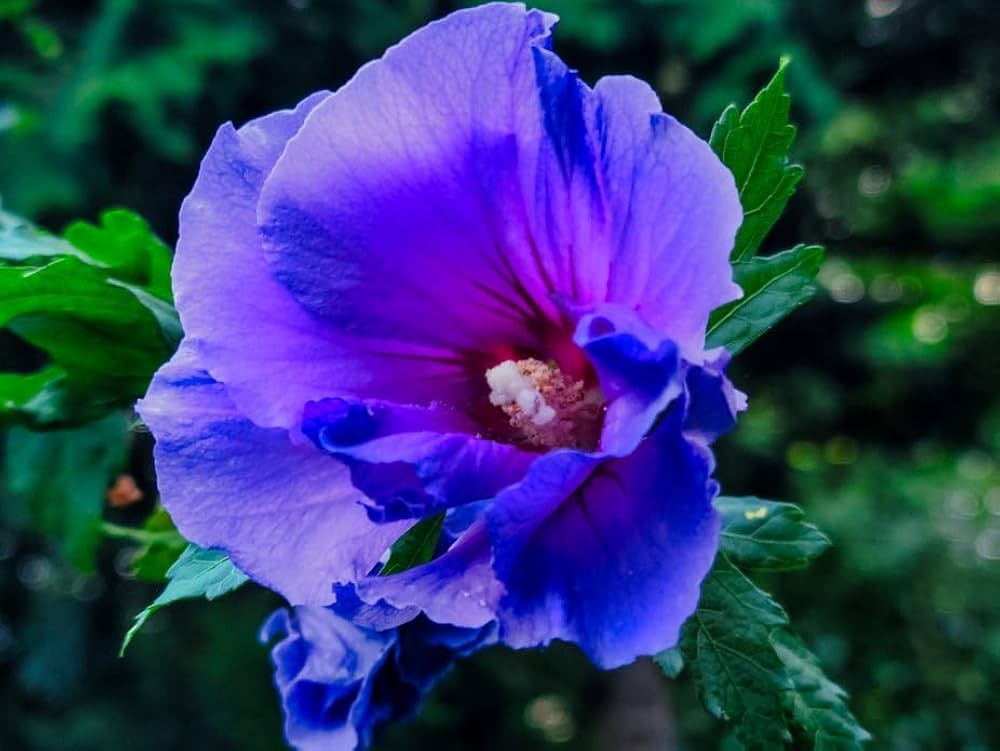 Hibiscus Dark Blue Flower seeds for Planting - Garden Favorite, Heirloom & GMO Free Seeds for Home Garden