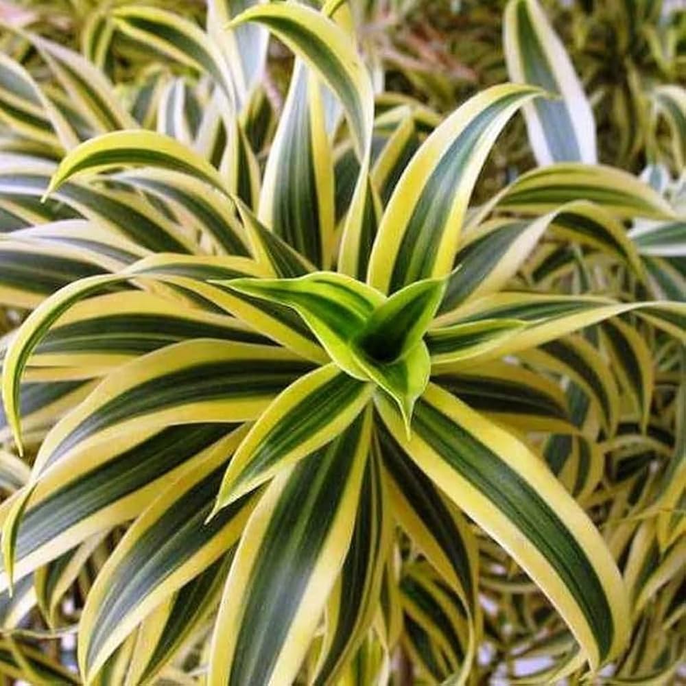 Green Dracaena Fargans Flower seeds for Planting - Long Bloom Season, Heirloom & GMO Free Seeds for Home Garden