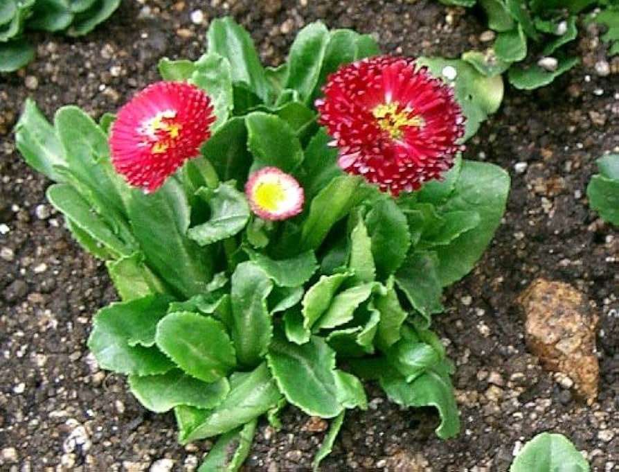 Red Daisy Bellis perennis Seeds for Planting flower bed pollinator garden