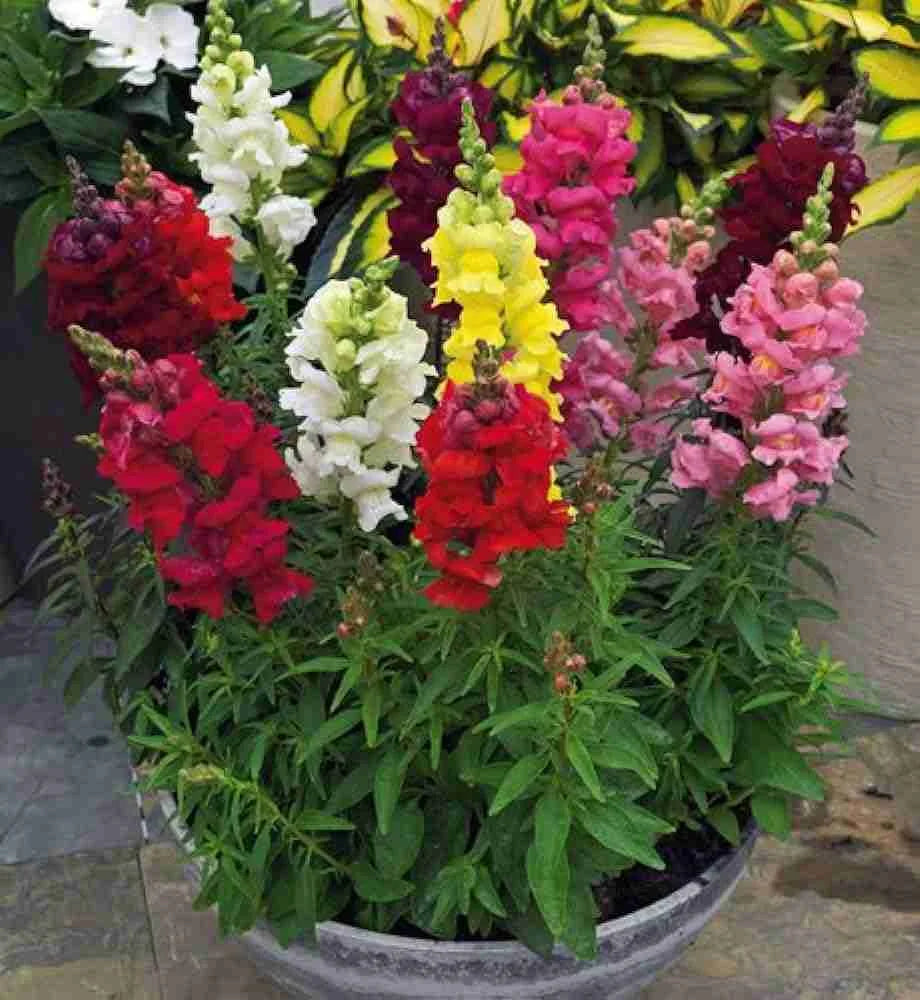 Antirrhinum Flower seeds for Planting Pollinator Friendly Heirloom & GMO Free Seeds for Home Garden
