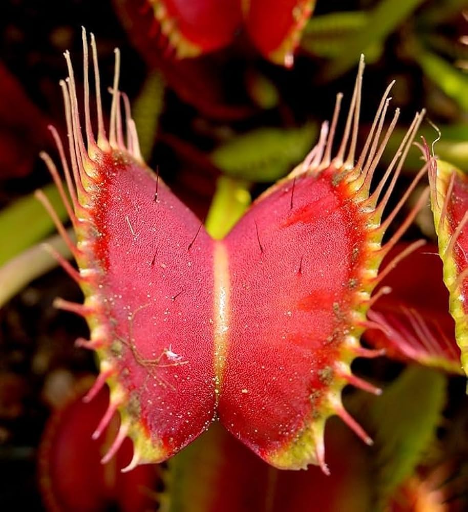 Insectivorous Flower seeds for Planting - Shade Tolerant, Heirloom & GMO Free Seeds for Home Garden