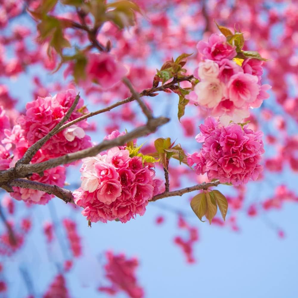 Japanese Sakura Prunus Serrulata Seeds for Planting - Ideal for Flower Bed & Urban Garden