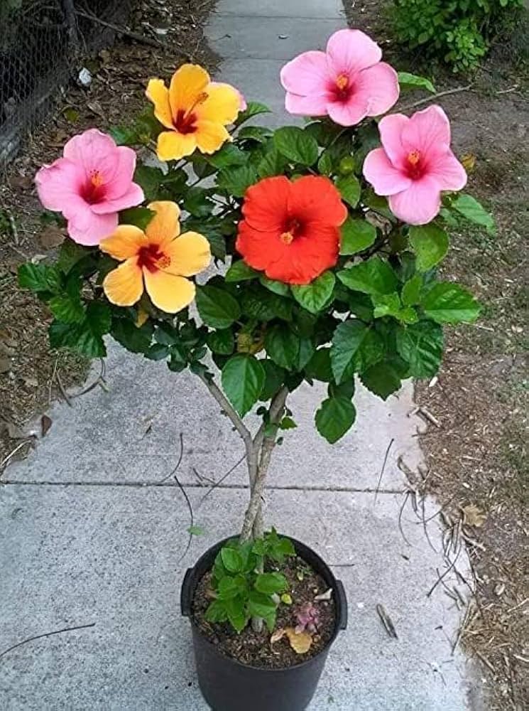 Hibiscus Flowers Hibiscus rosa-sinensis for Planting in Flower Bed