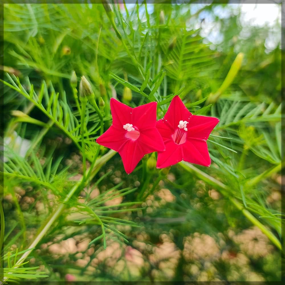 Cypress Vine Ipomoea quamoclit Seeds for Planting in Vertical Garden