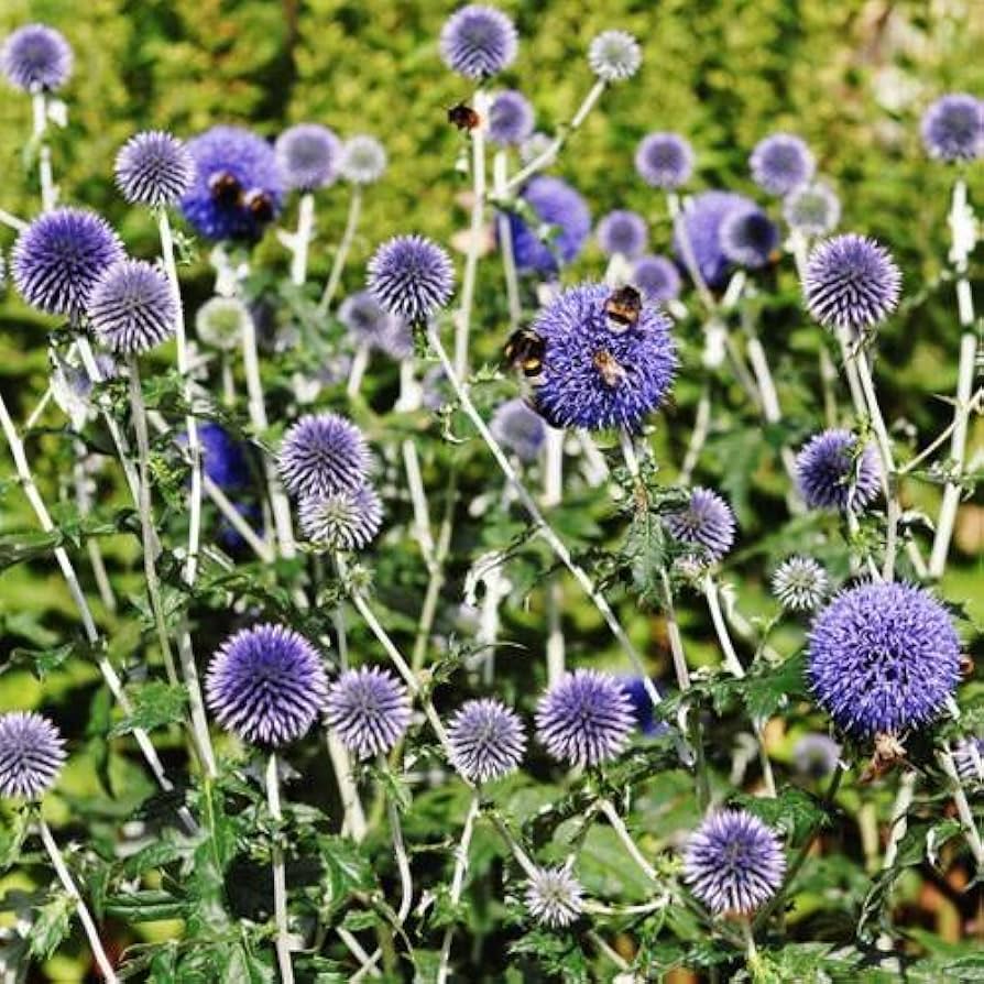 Blue Globe Thistle Echinops Ritro Seeds for Planting - Perfect for Flower Bed & Urban Garden