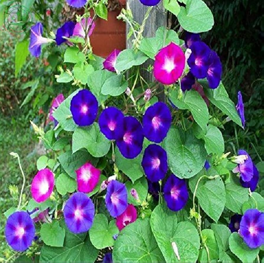 Morning Glory Ipomoea purpurea Seeds for Planting - Great for Flower Bed & Urban Garden