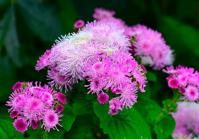 Floss Flower Seeds for Soft and Fluffy Blooms