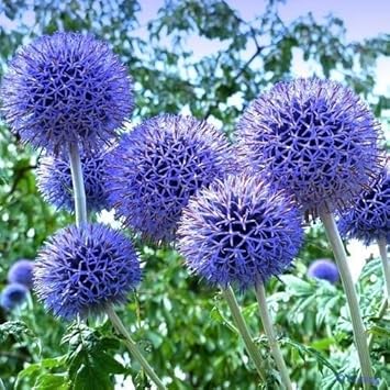 Blue Echinops Ritro Flower seeds for Planting - Premium Quality, Heirloom & GMO Free Seeds for Home Garden
 
 Sale for planting in home garden.