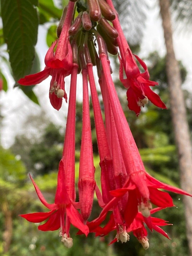 Bolivian Fuchsia Flower seeds for Planting - Hardy Variety, Heirloom & GMO Free Seeds for Home Garden