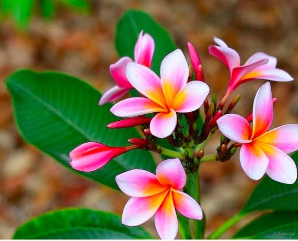 Pink & Yellow Egg Flower seeds for Planting - Low Maintenance, Heirloom & GMO Free Seeds for Home Garden