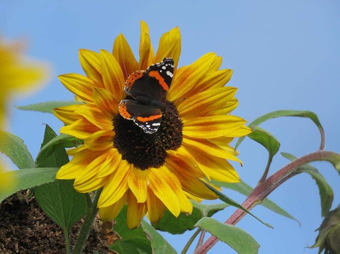 Sunflower Mix Seeds for Colorful Summer Blooms