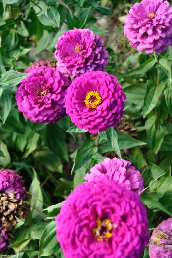 Amethyst Flower Seeds – Stunning Purple Flowers for Garden Decor (4G / 2100 Pcs)