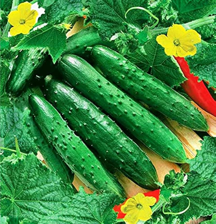 Evergrowseeds Bush Patio Container Cucumber vegetable seeds for planting, showing 20 packets with cucumber seed illustrations.