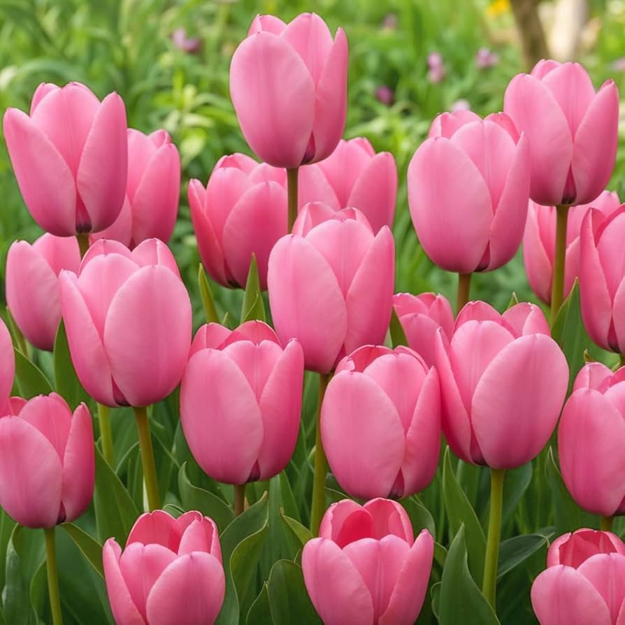 Pink Tulip Flower seeds for Planting - Bright Blooms, Heirloom & GMO Free Seeds for Home Garden