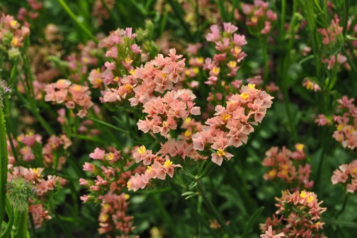 Limonium Sinuatum Mix Seeds for Planting Limonium sinuatum for flower beds and coastal gardens