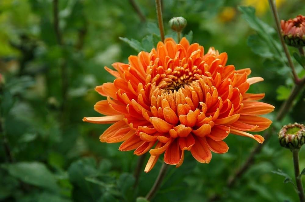 Orange Chrysanthemum Flower seeds for Planting - Hardy Variety, Heirloom & GMO Free Seeds for Home Garden