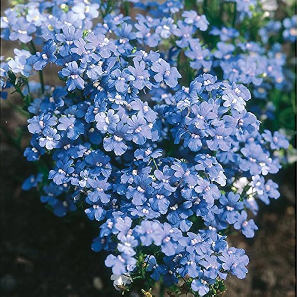Fairy Mirror Blue Gem Flower seeds for Planting - Easy to Grow, Heirloom & GMO Free Seeds for Home Garden