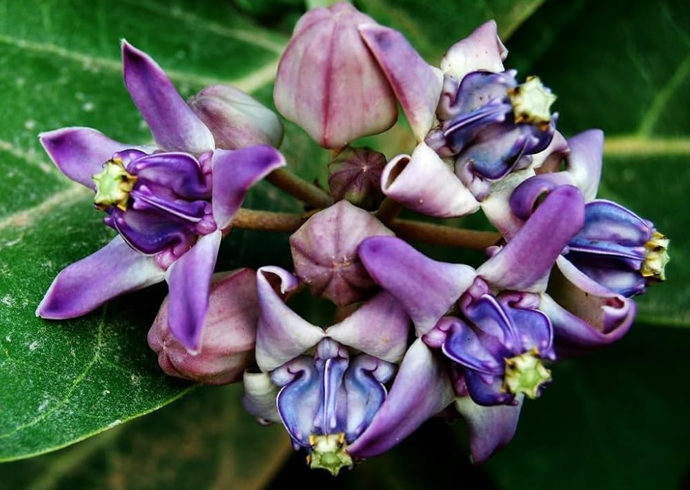 Purple Calotropis Gigantea Flower seeds for Planting - Pollinator Friendly, Heirloom & GMO Free Seeds for Home Garden
 
 Sale