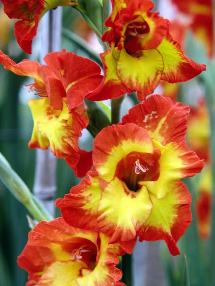 Gladiolus Flower seeds for Planting - Garden Favorite, Heirloom & GMO Free Seeds for Home Garden