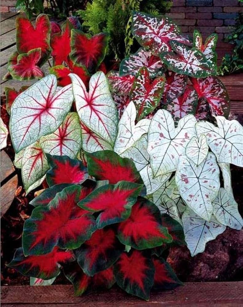 Caladium Flower seeds for Planting Cottage Garden Essential Heirloom & GMO Free Seeds for Home Garden