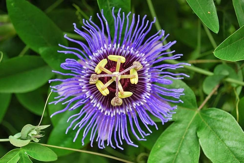 Passion Flower Bonsai (Incarnate Passiflora)