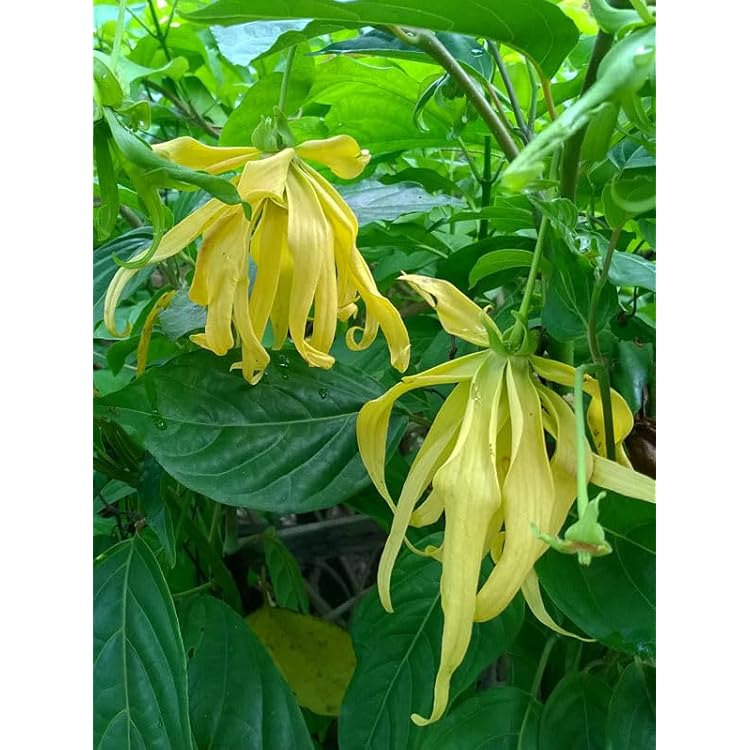 Ylang-Ylang Flower seeds for Planting - Pollinator Friendly, Heirloom & GMO Free Seeds for Home Garden