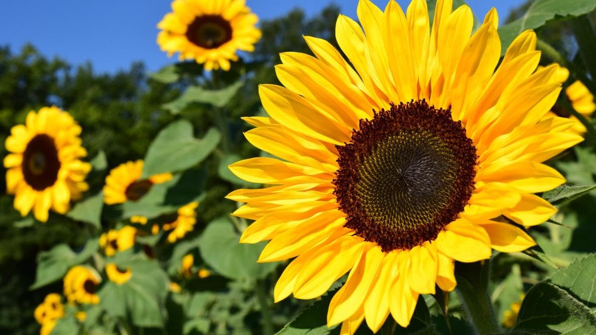 Yellow Helianthus Annus Flower Seeds for planting