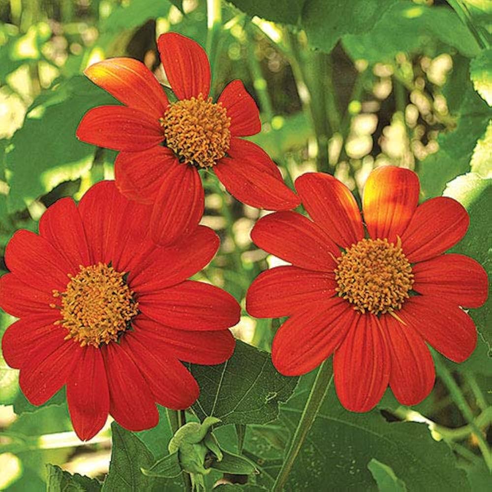 Orange Tithonia Flower seeds for Planting - Vibrant Colors, Heirloom & GMO Free Seeds for Home Garden