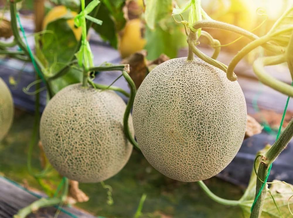 Melon Nasoloda Cucumis Melo Seeds for Planting - Perfect for Vegetable Patch & Home Garden