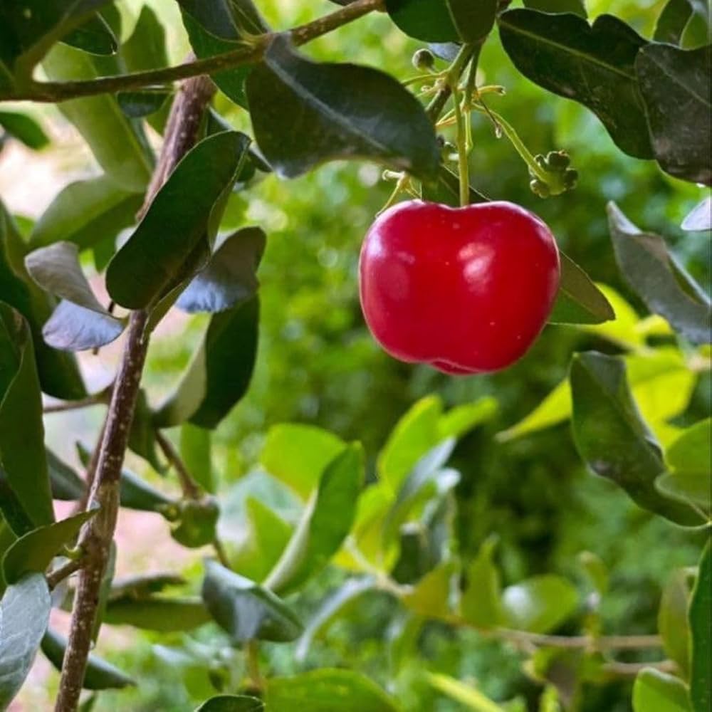 Barbados Cherry Seeds for Planting Guide