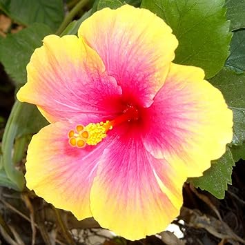 Pink Yellow Hibiscus Flower seeds for Planting - Shade Tolerant, Heirloom & GMO Free Seeds for Home Garden
 
 Sale seeds for planting in home garden