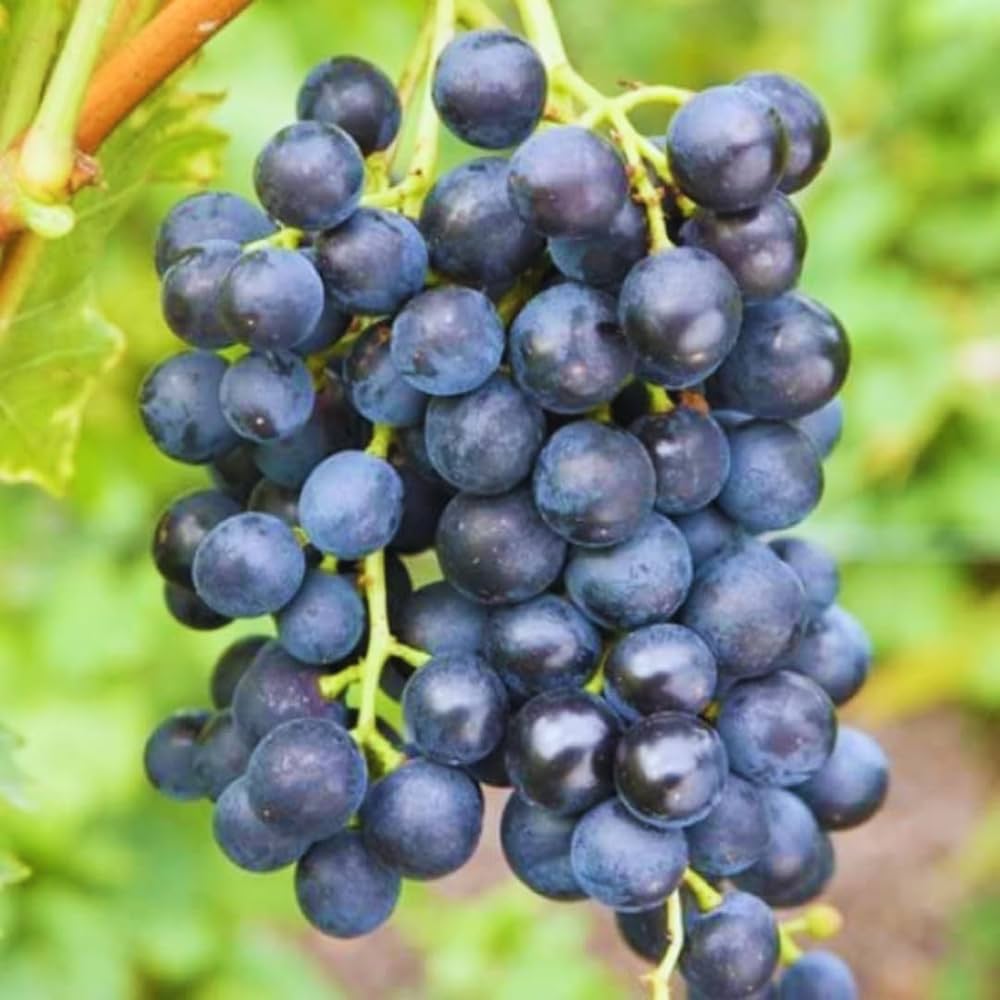 Blue Grape Fruit Planting Seeds for Home Gardens
