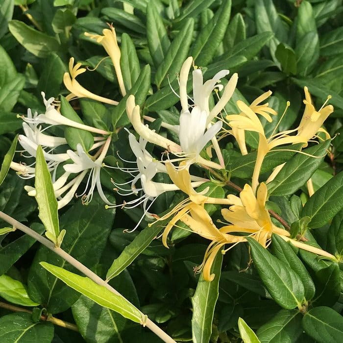 Honeysuckle Vine Lonicera spp. for planting in garden