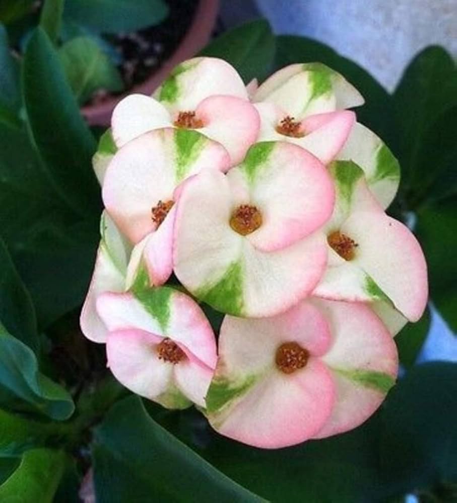 Pink Euphorbia Flower seeds for Planting - Compact Growth, Heirloom & GMO Free Seeds for Home Garden