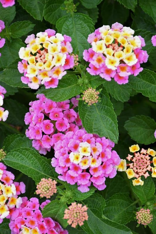 Pink Lantana Flower seeds for Planting - Cut Flower Favorite, Heirloom & GMO Free Seeds for Home Garden