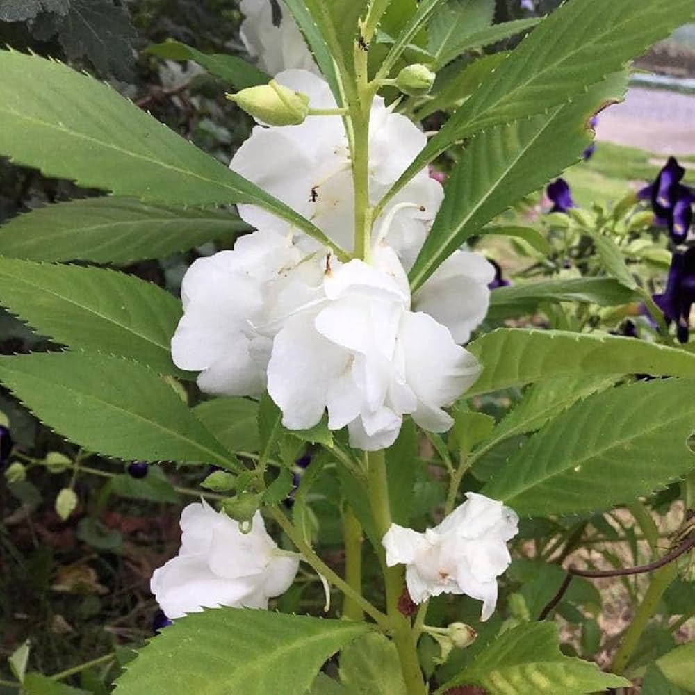 Balsam Flower Seeds for Planting